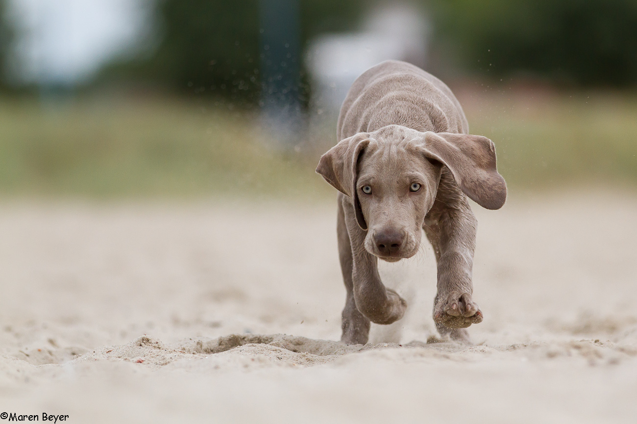 Boon am Strand