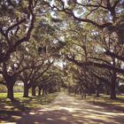 Boone Hall Plantation