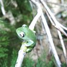 Boophis luteus 