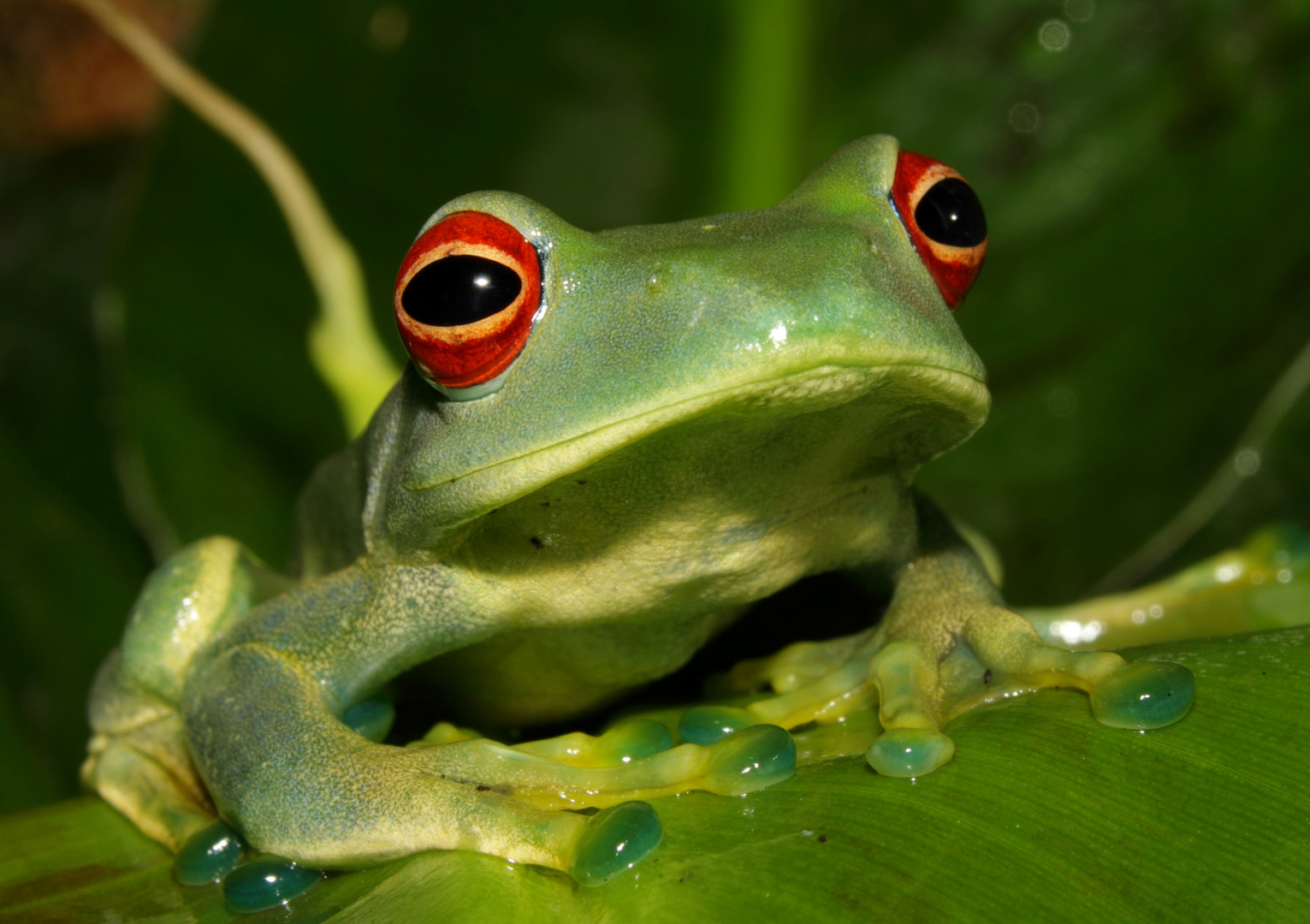 boophis luteus