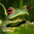 boophis luteus