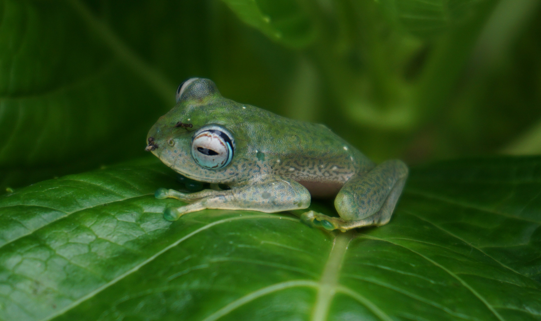 boophis luteus Frosch