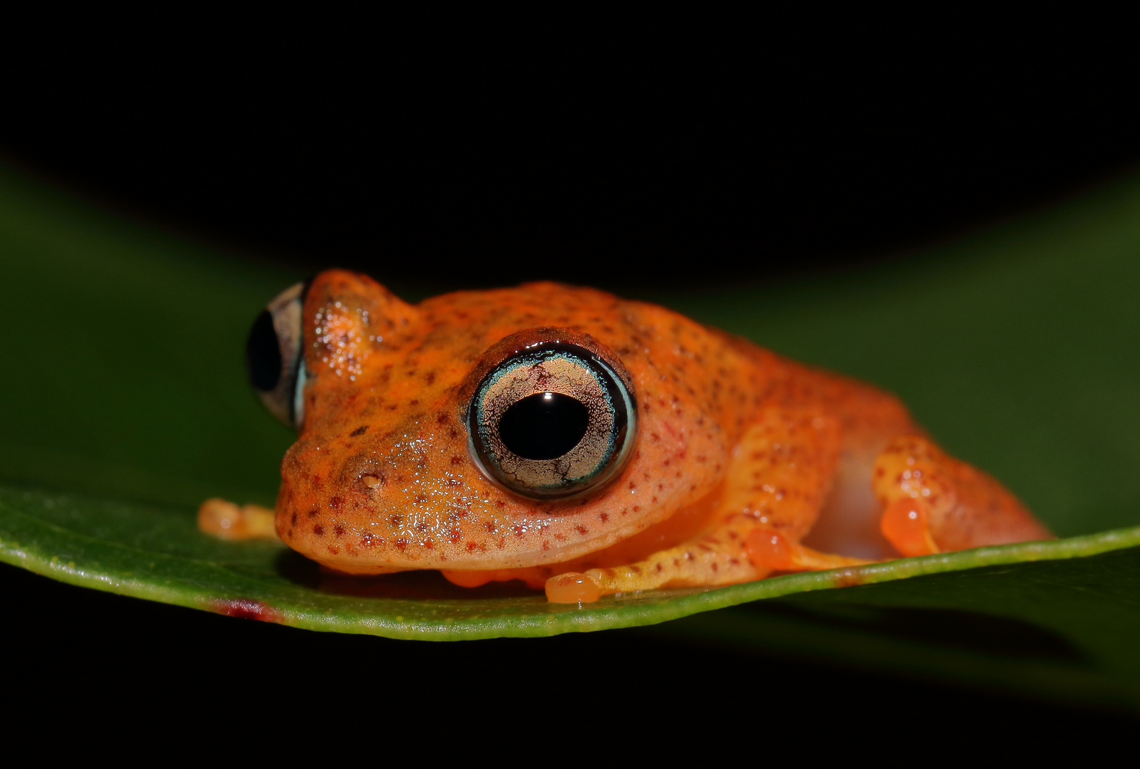 Boophis pyrrhus Foto & Bild natur, tiere, wildlife Bilder auf