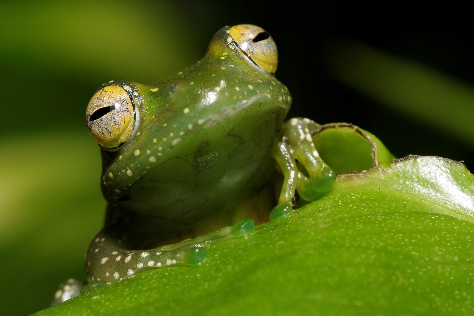 Boophis sibilens