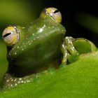 Boophis sibilens