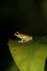 Boophis Viridis?