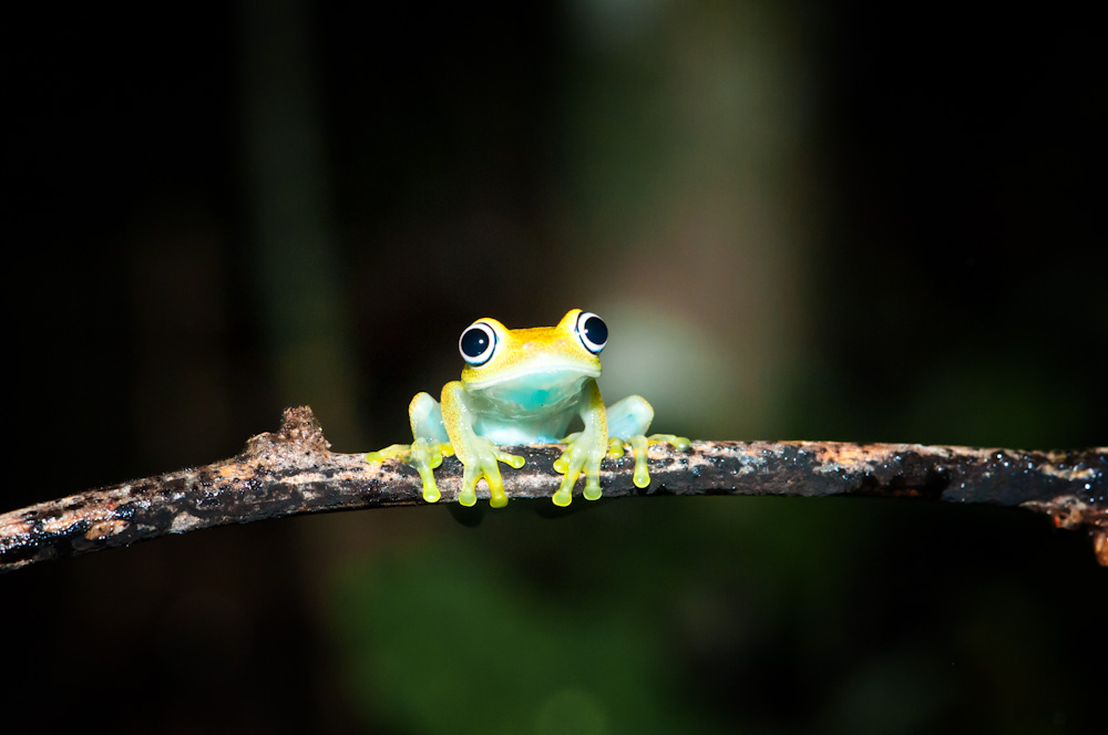 Boophis viridis