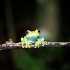 Boophis viridis