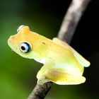 Boophis viridis II