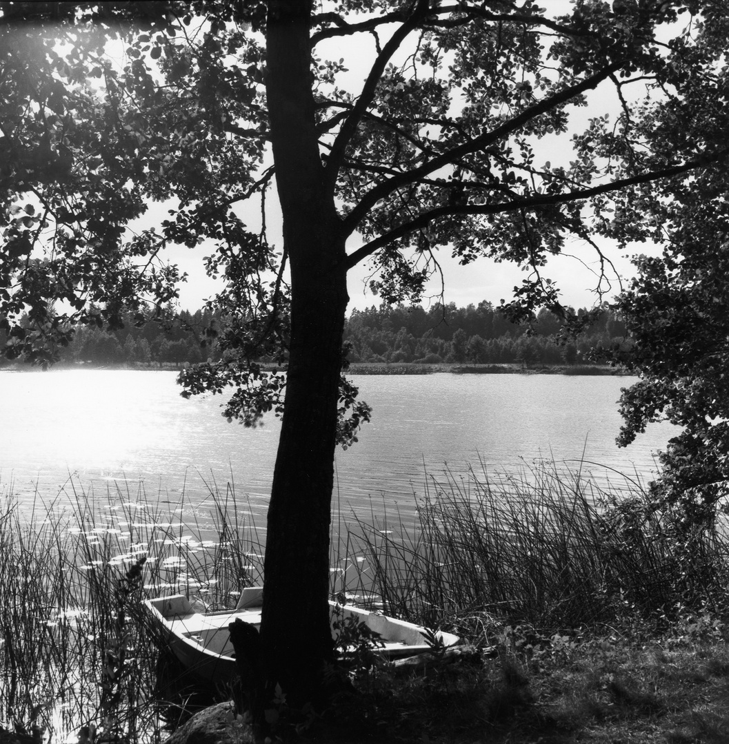 Boot an einem Baum am See bei Horndal, 1996