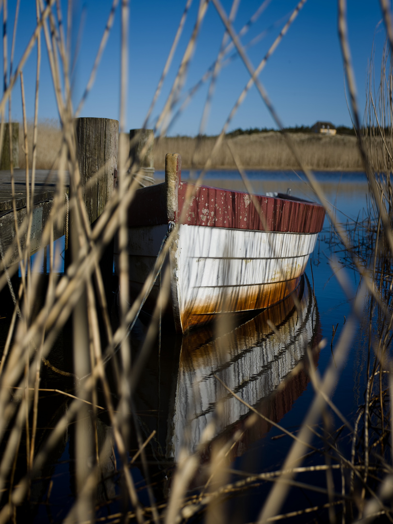 Boot hinter Schilf