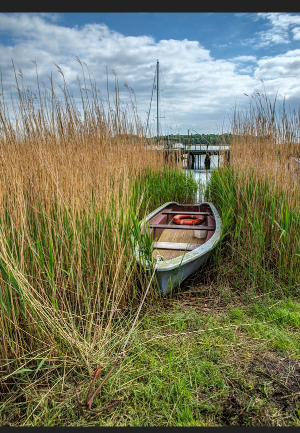 Boot im Schilf