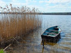 Boot im Schilf