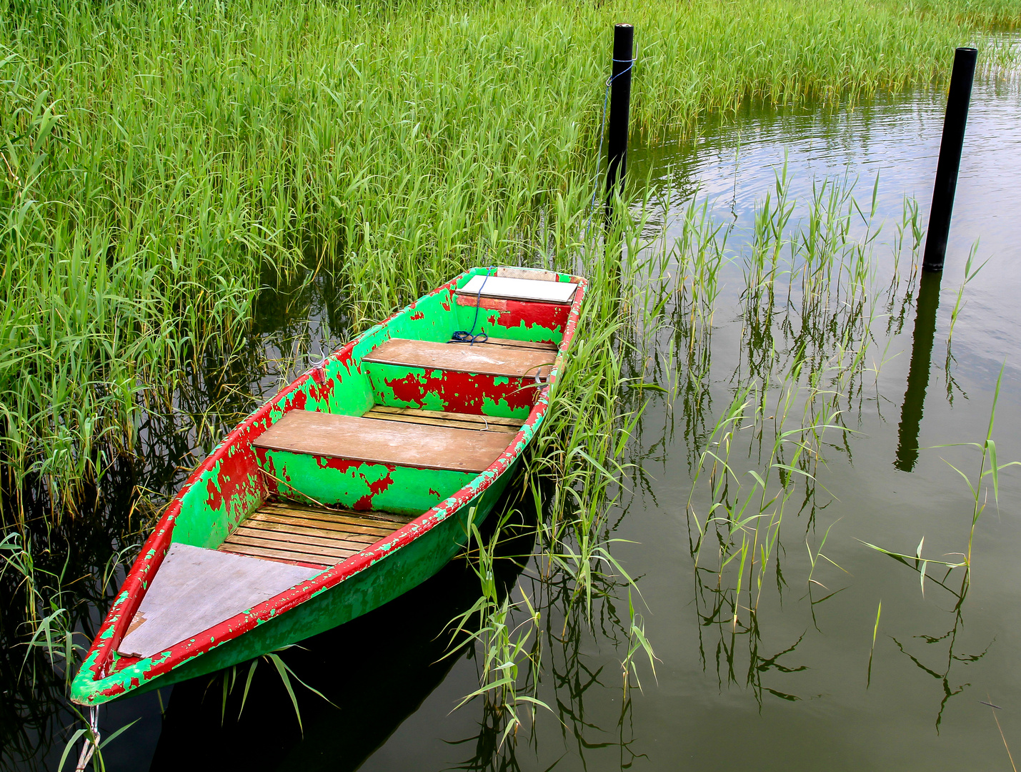 Boot im Schilf