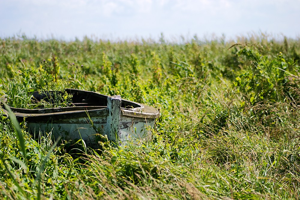 Boot im Schilf (Dänemark)