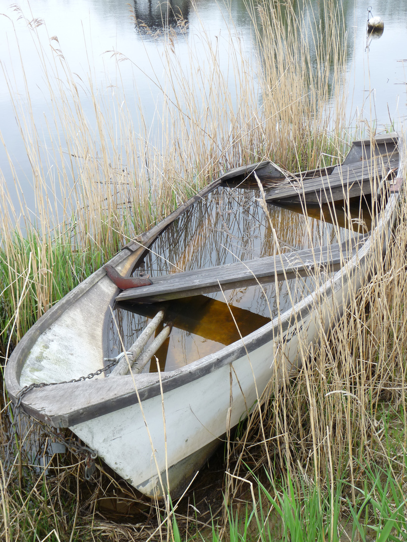 Boot im Schilf