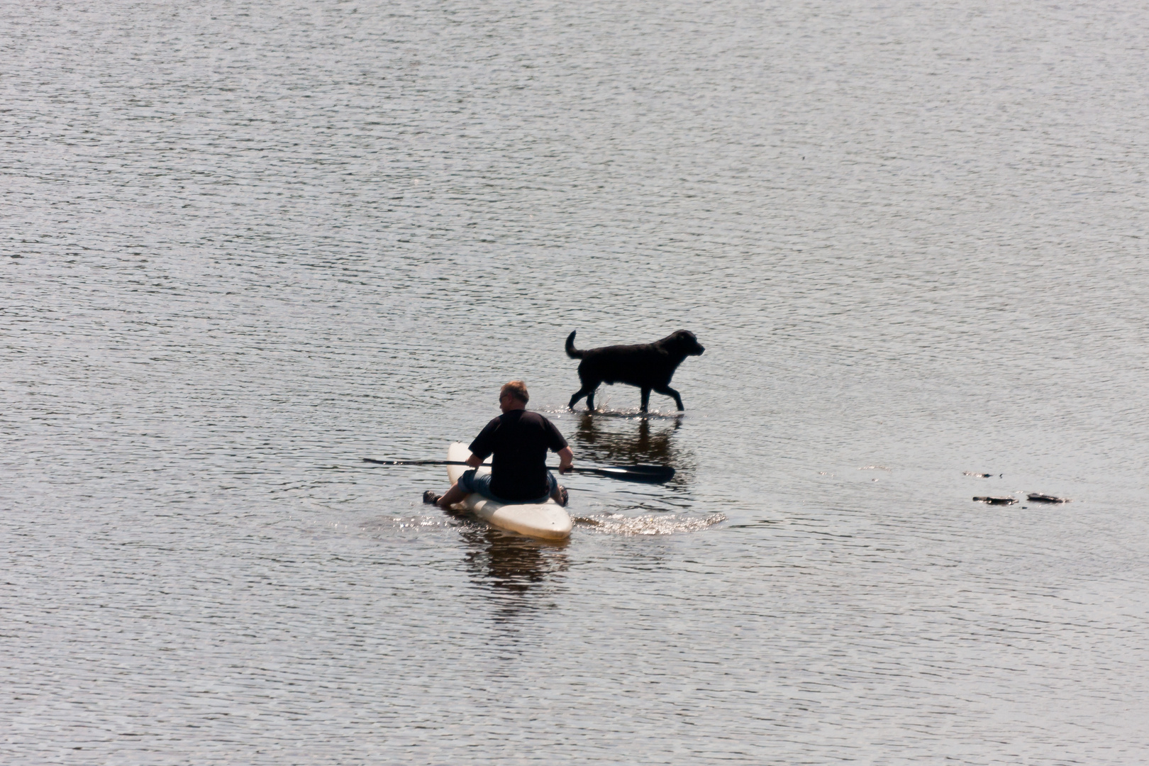 Boot und Hund