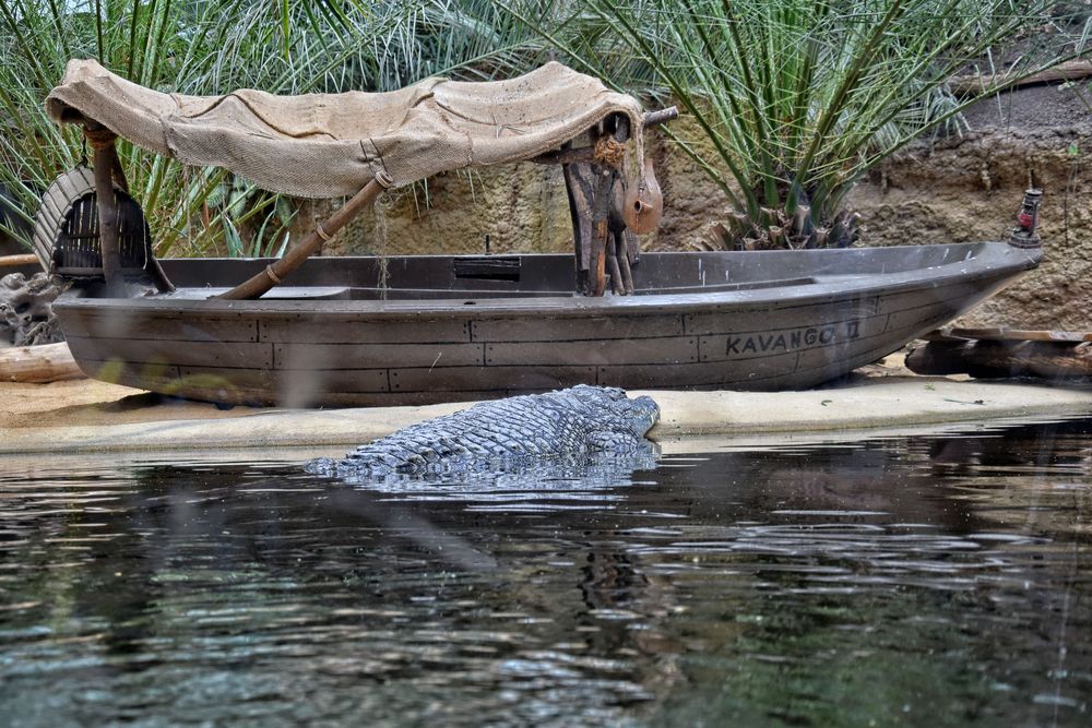 Boot und Krokodil