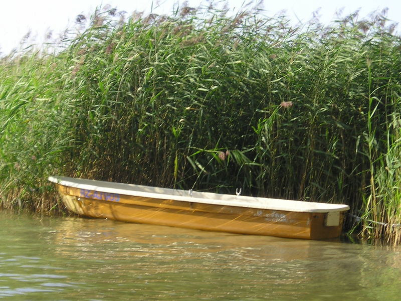 Boot vor Schilff an der Mueritz