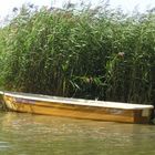 Boot vor Schilff an der Mueritz