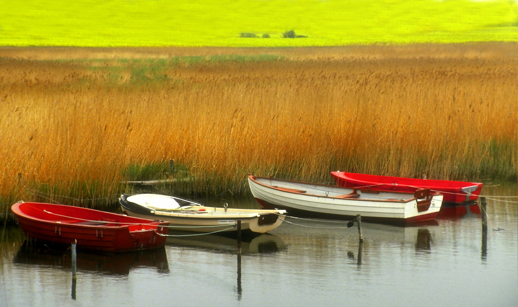 Boote im Schilf 