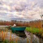 Boote im Schilf