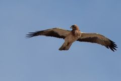 Booted Eagle