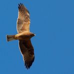 Booted Eagle