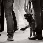 boots and dogs for walking :-)