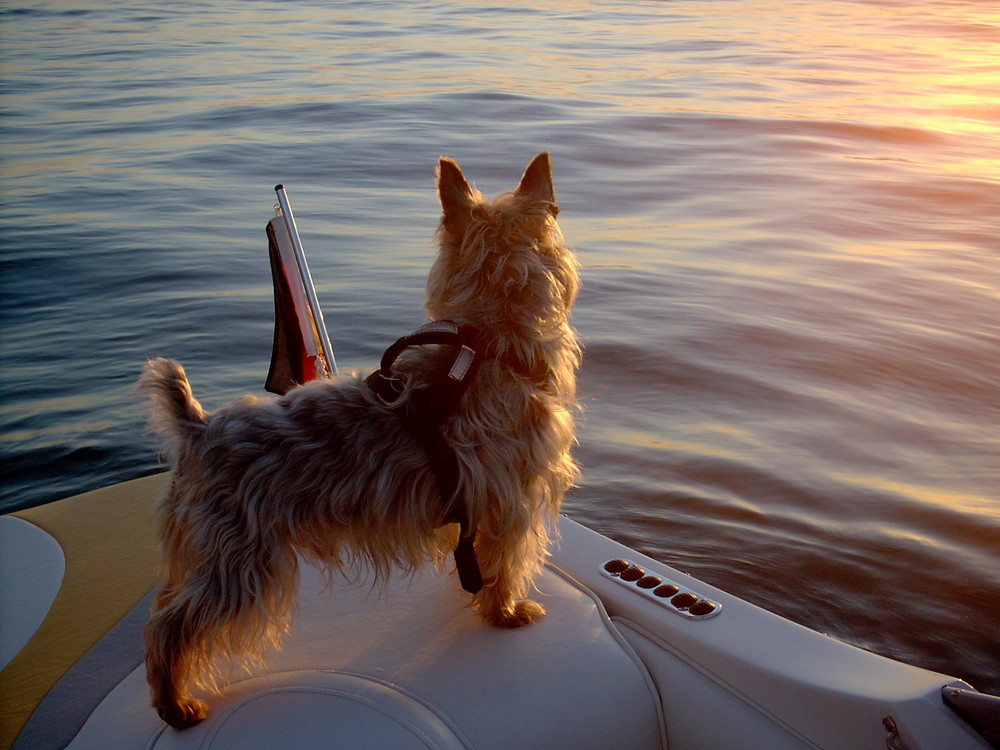 Boots - Hund