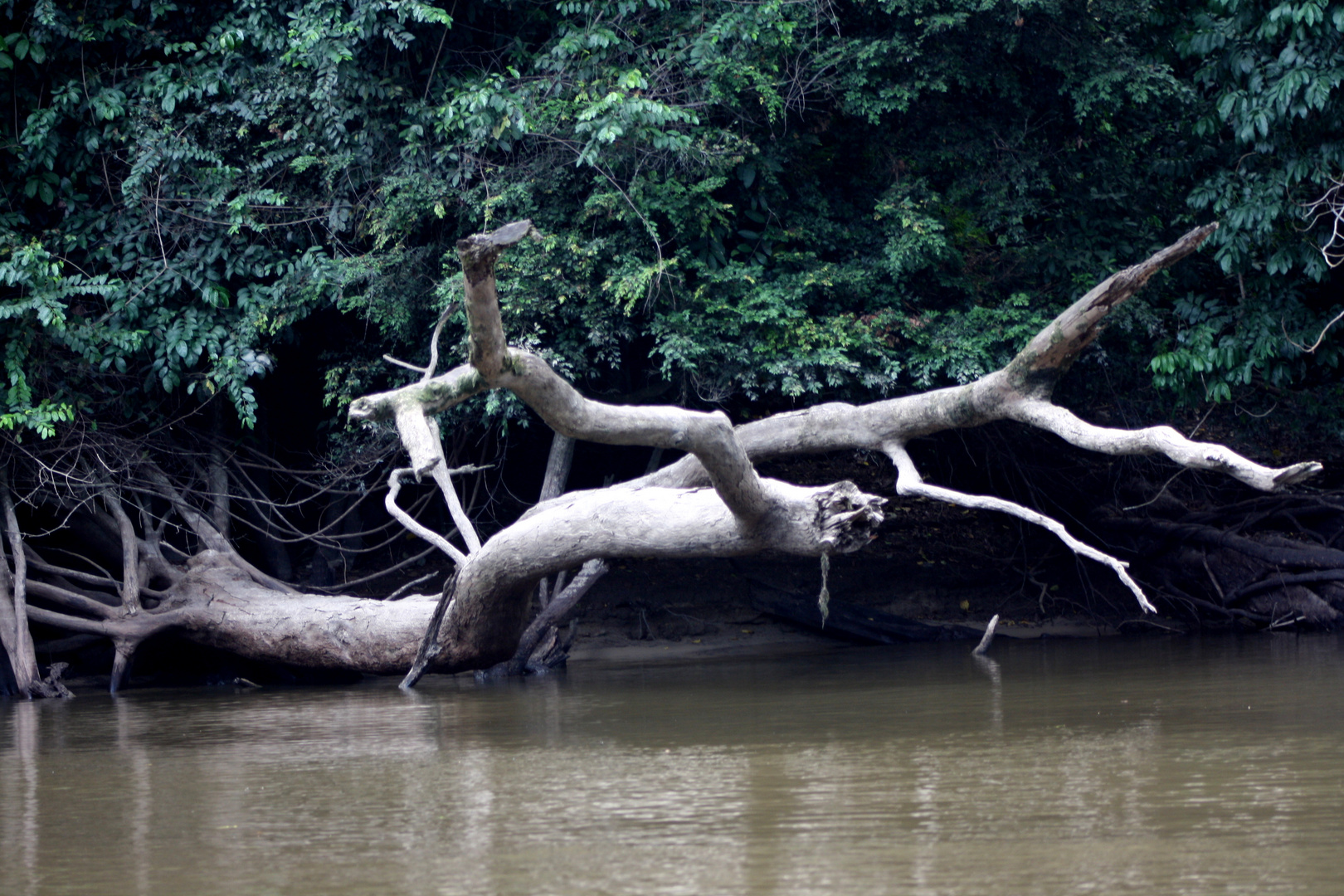 Bootsfahrt auf dem "Ogowe"_Urwald_Baum  über dem Fluss