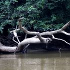 Bootsfahrt auf dem "Ogowe"_Urwald_Baum  über dem Fluss