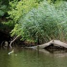 Bootsfahrt auf dem Ropotamo Fluss 2