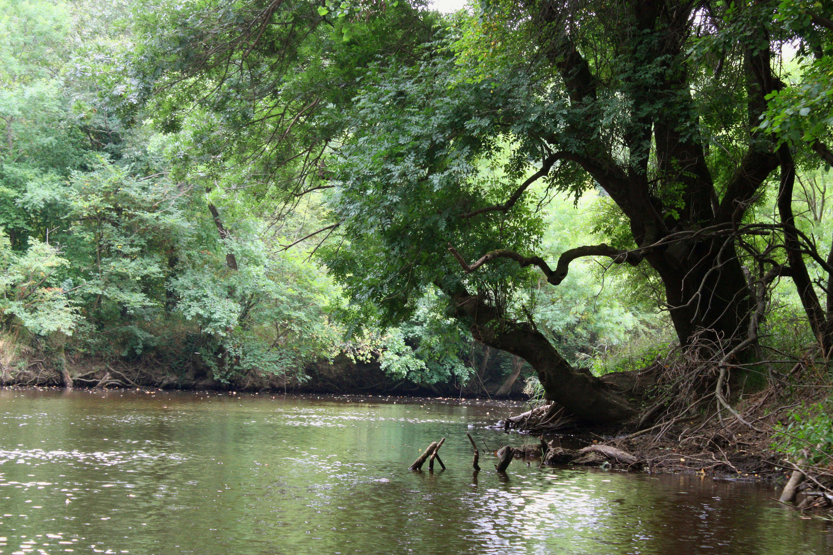 Bootsfahrt auf dem Ropotamo Fluss 3