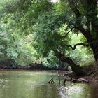 Bootsfahrt auf dem Ropotamo Fluss 3