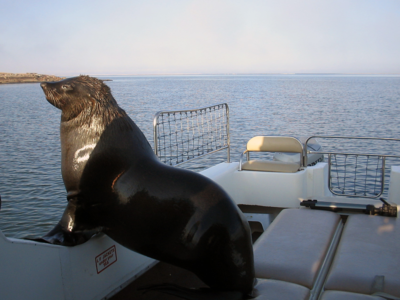 Bootsfahrt auf der Lagune in Walvis Bay