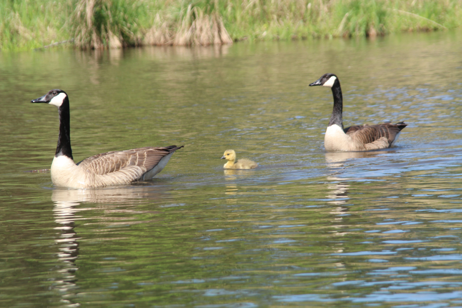 Bootsfahrt im Taubergießen Mai 2014 - 5