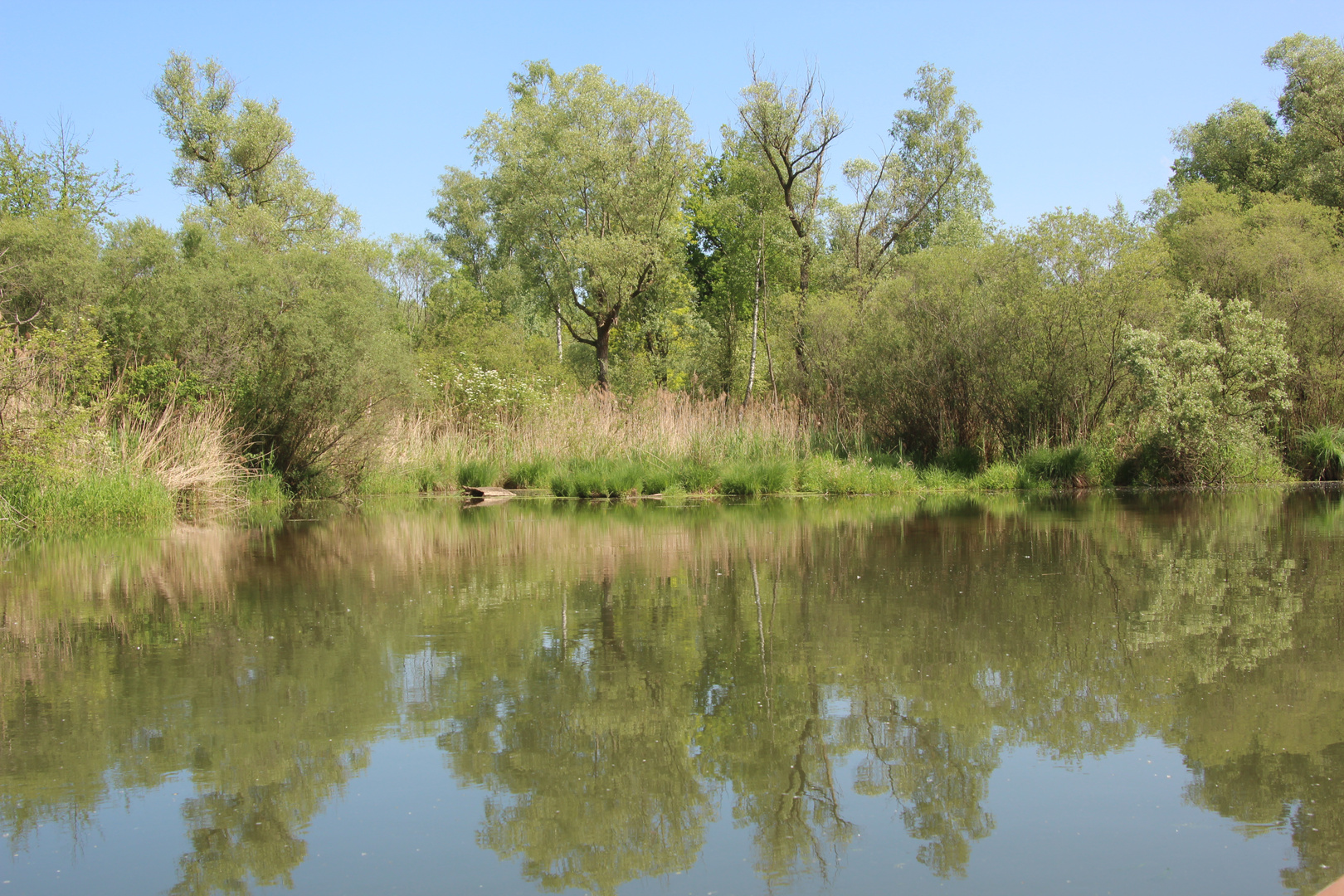 Bootsfahrt im Taubergießen Mai 2014 - 6