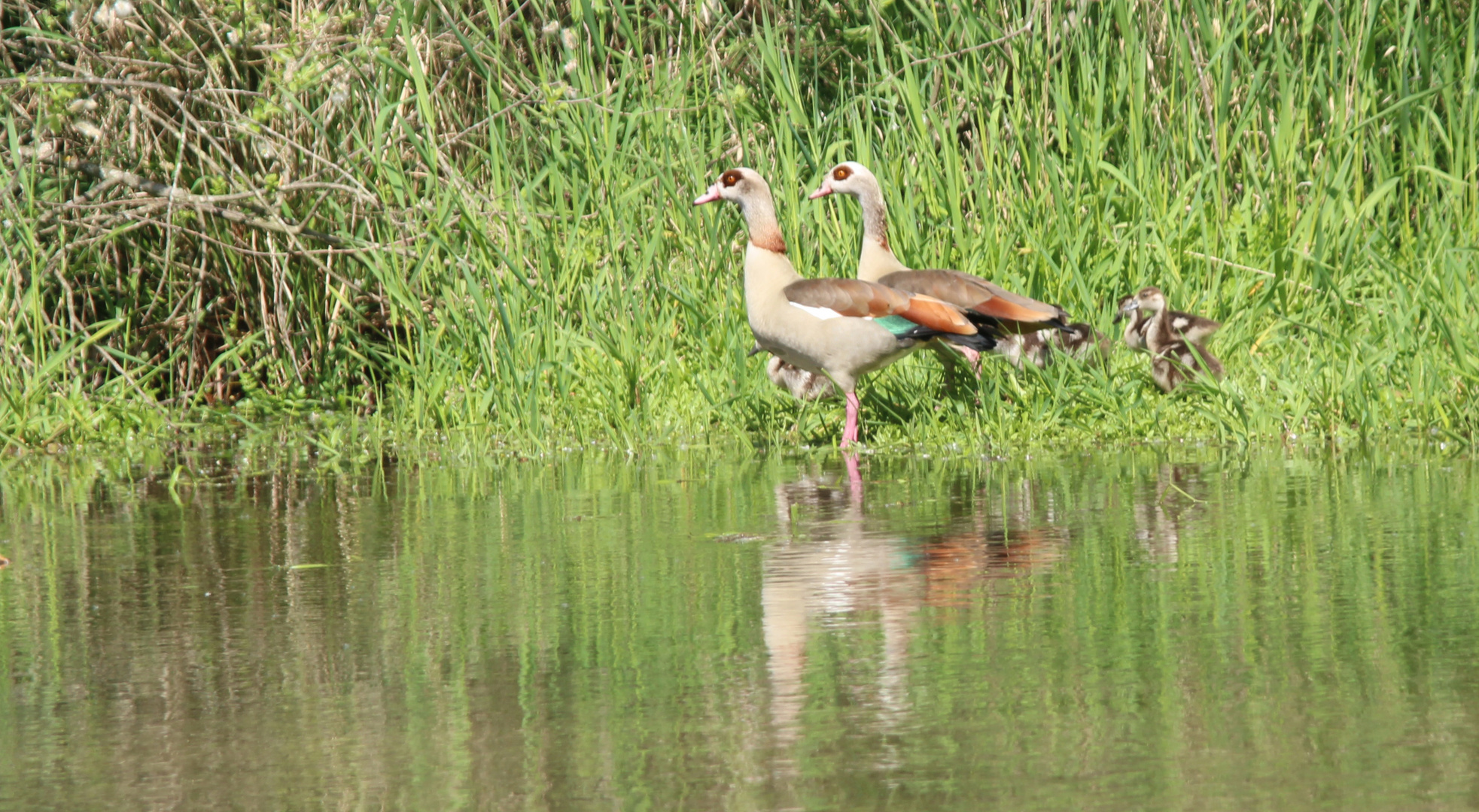 Bootsfahrt im Taubergießen Mai 2014 - 7