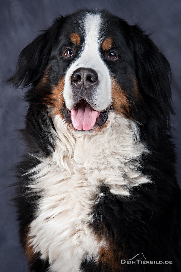Bootsmann Berner Sennenhund Foto & Bild tiere, haustiere, hunde