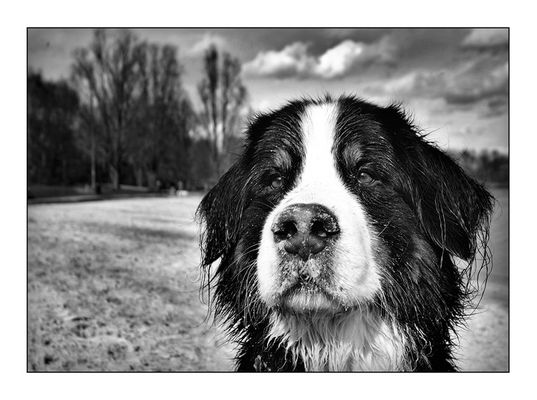 " Bootsmann wollte baden......"