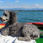 Bootspartie auf dem Pfäffikersee