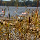 Bootssteg am kleinen Pälitzsee