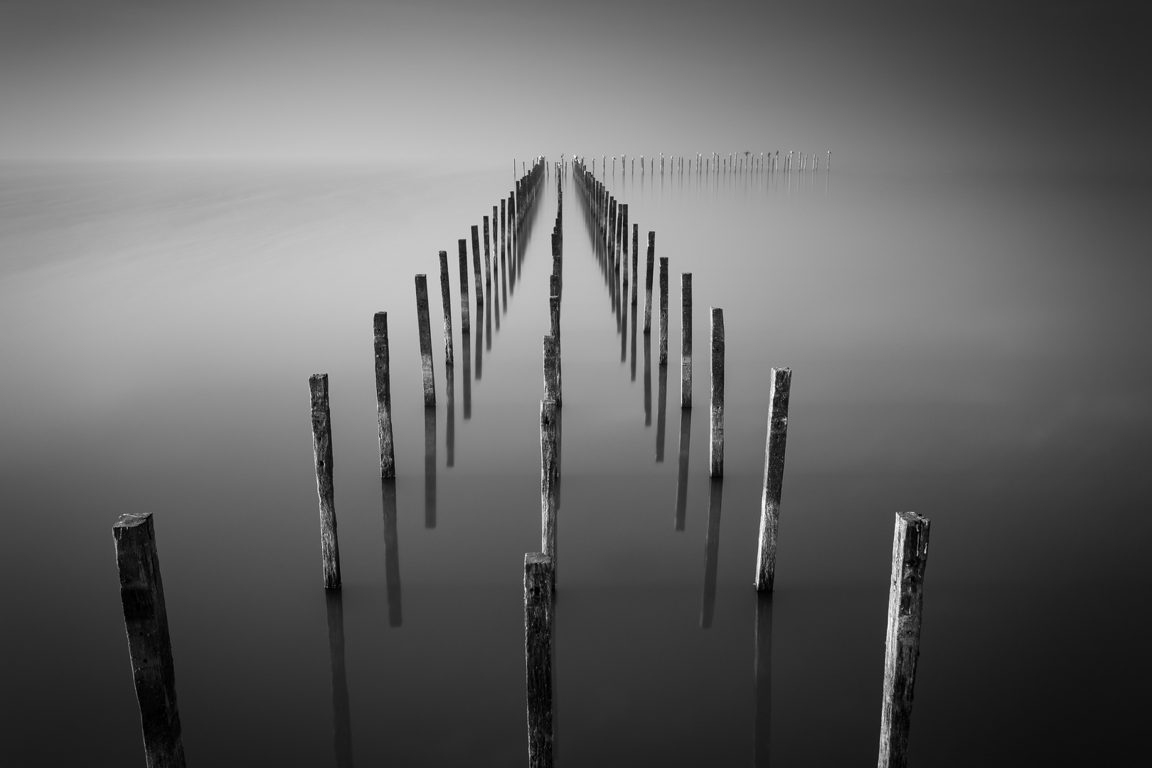 Bootssteg mit Möwen und Nebel (Dümmer See)