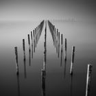 Bootssteg mit Möwen und Nebel (Dümmer See)