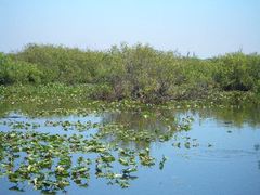 Bootstour durch die Everglades