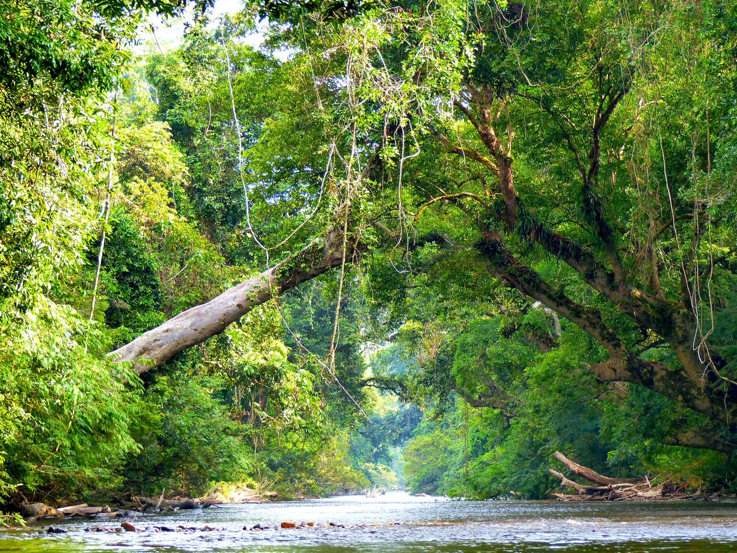 Bootstour im Nationalpark Taman Negara in Malaysia Foto Bootstour im Nationalpark Taman Negara in Malaysia Foto