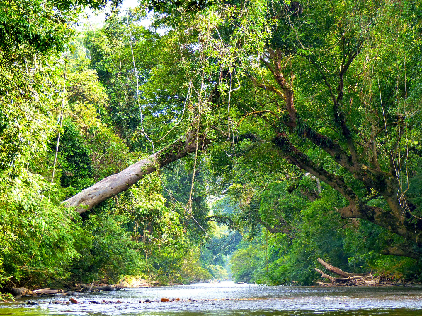 Bootstour im Nationalpark Taman  Negara  in Malaysia  Foto 