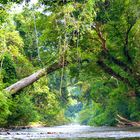 Bootstour im Nationalpark Taman Negara in Malaysia