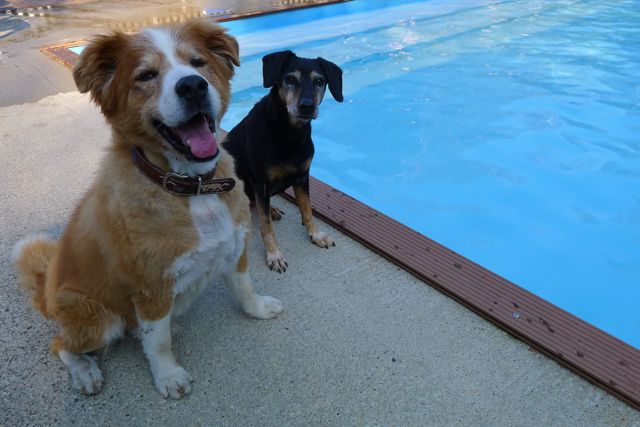 BOOTSY UND BIENE AM POOL!